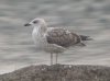 Yellow-legged Gull at Paglesham Lagoon (Steve Arlow) (48815 bytes)